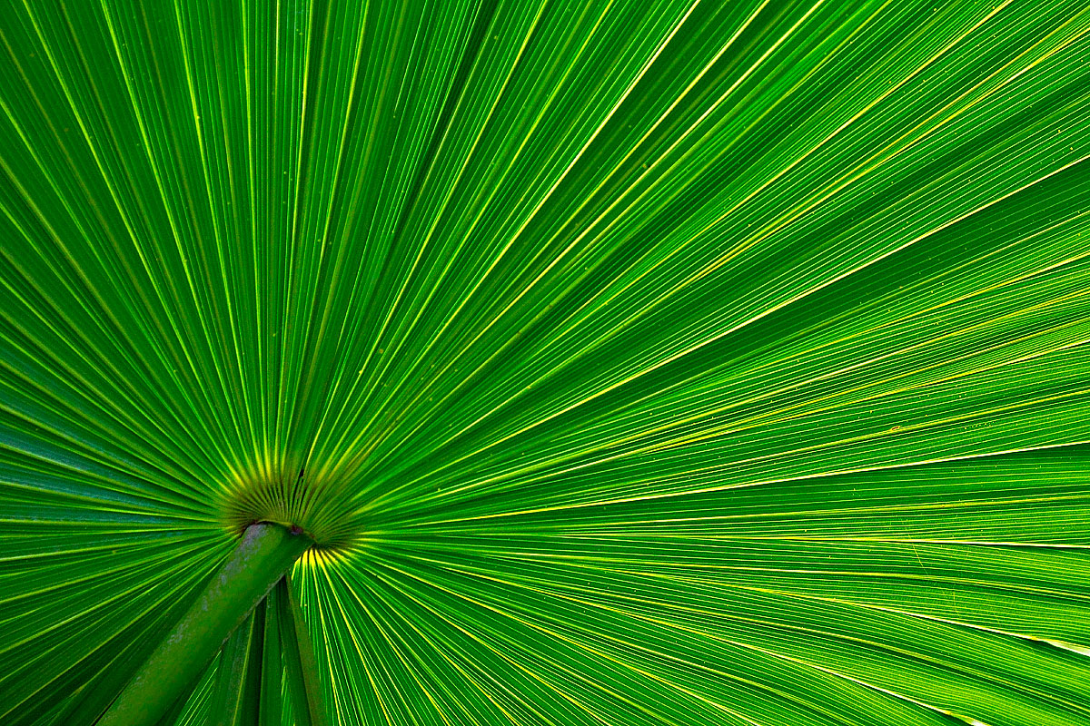 Everglades Palm Frond